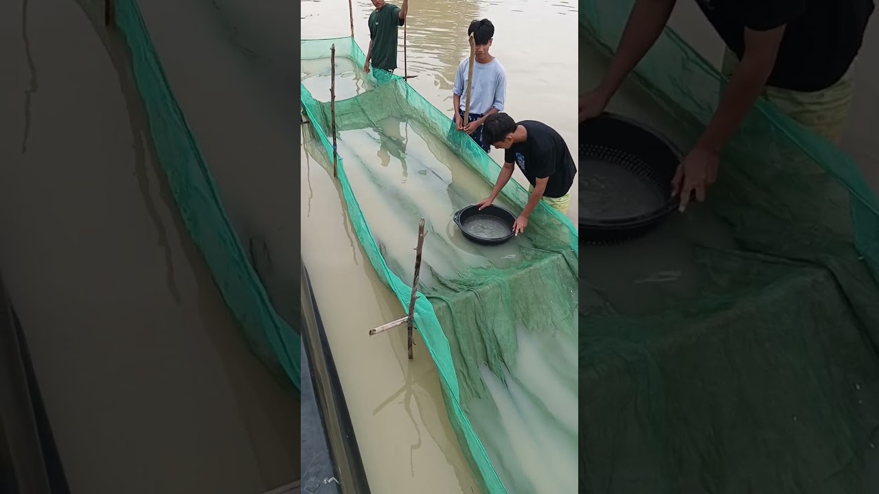 dokumentasi memenuhi laporan magang dibalai benih ikan sentral purbolinggo lampung timur, UNULA 2026