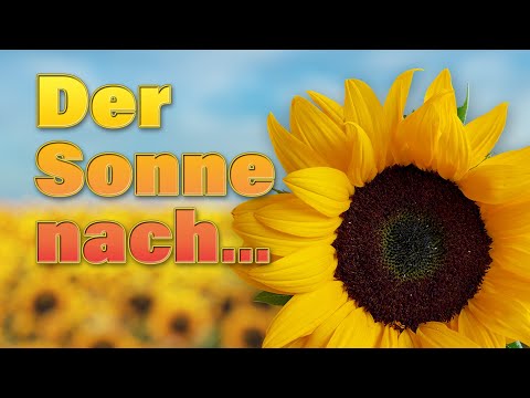 Video: Folgen Sonnenblumenblüten der Sonne?