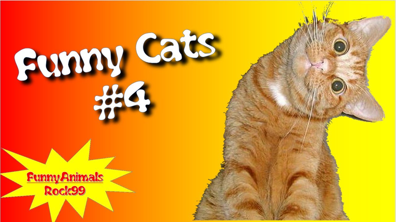 Funny Cats #4 