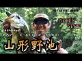 【山形野池】イヨケンスタイル！夏の野池を新色フォービー＆チビイェーガーで攻める！#イヨケン #伊豫部健 #陸っぱり #野池 #バス釣り #bassfishing #frogfishing