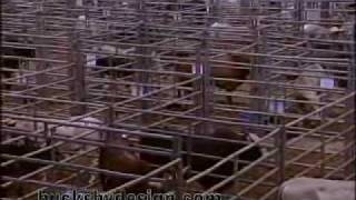 Jaynes Gang Bucking Bull Trainers