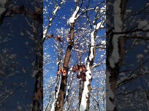 الثلج في جامعة ساكاريا تركيا و صوت الاذان 18 01 2021