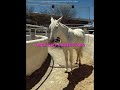 This Horse Over-smarted his Owners 😱 #shortsfeed #pets #edit