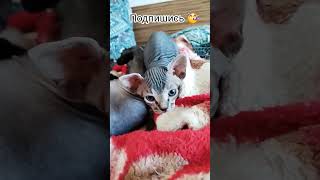 Тигриный окрас с голубыми глазами🤩#сфинкс #котята #милыекоты #тигры #shorts #dubidubidu #music #cat