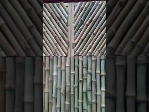 بامبو الخيزران    المعرب   