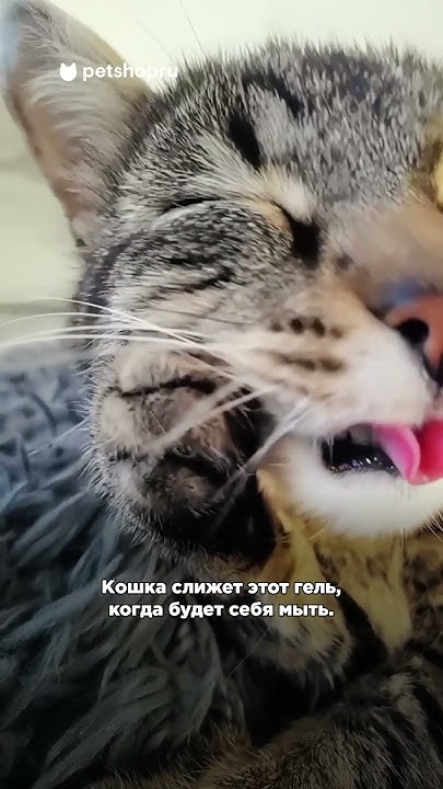 Нужно ли чистить зубы кошке, и как это сделать? #уходзакошкой - YouTube