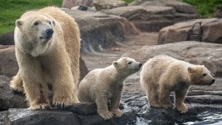 Twin Polar Bear Cubs First Appearance At Columbus Zoo