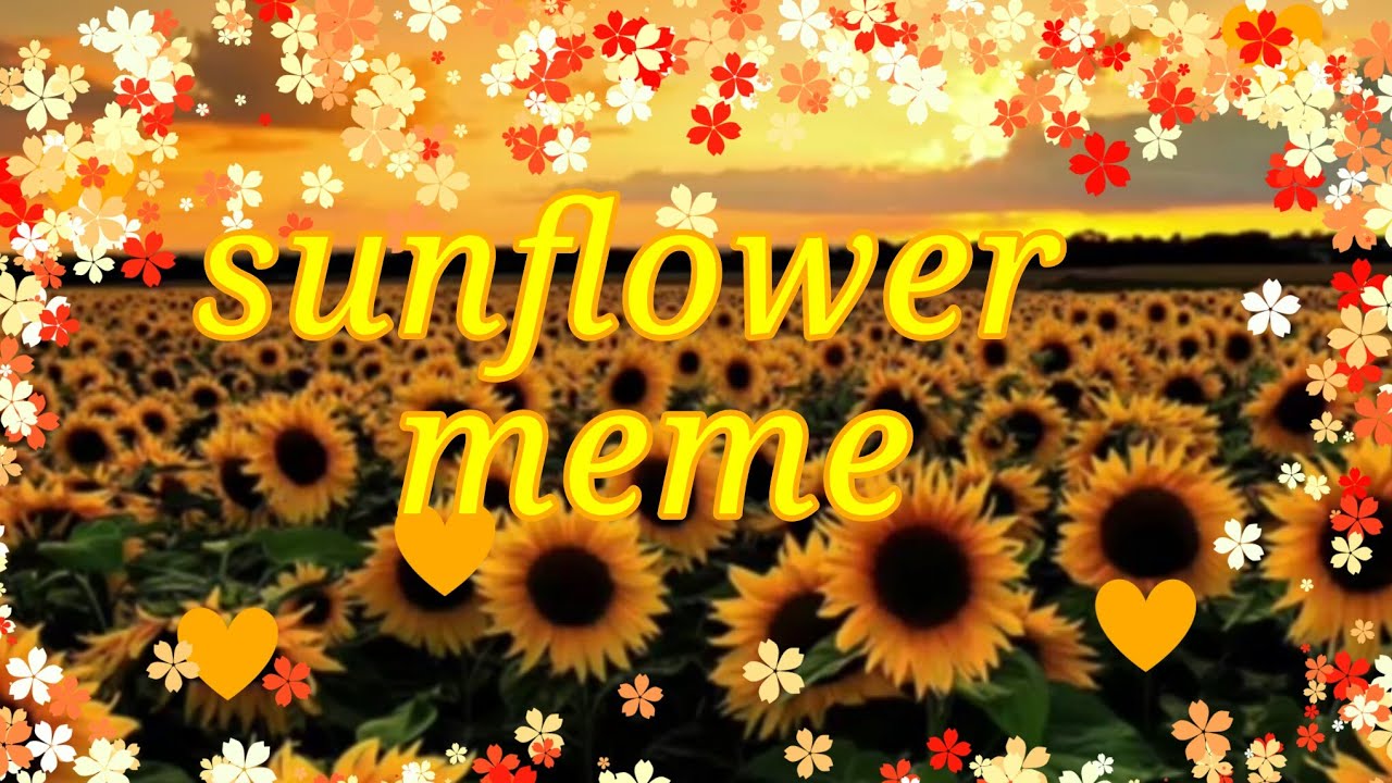 sunflower meme♡ {spesial 2020♡} [colab by audrey] YouTube
