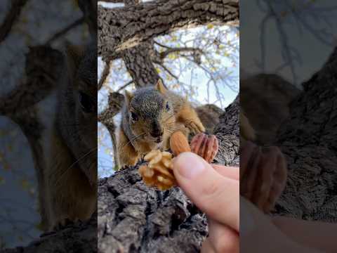 Squirrels Delight with