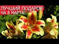 Лучший подарок на 8 марта!