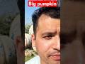Korea Park में दिखा Giant Artificial Pumpkin 🎃.#shorts#dailyvlog #KoreaPark #YouTubeShorts