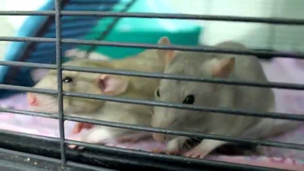 Meet My Rats! YouTube