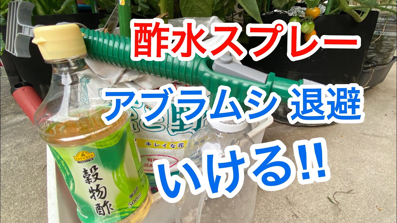 アブラムシ 駆除 酢