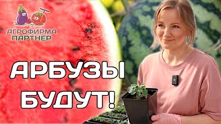 Как и зачем прививать арбузы | Проверенный метод выращивания #семена #огород #арбуз