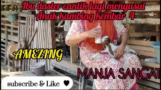 Ibu Cantik Lagi Bermain Sama Anak Kambing Dan Memberi Susu Anak Kambing