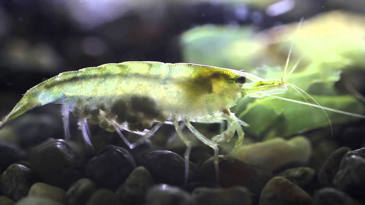 【HD】抱卵するミナミヌマエビ Neocaridina Shrimp with Eggs YouTube