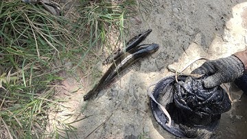 Thăm Lợp Cá Khu Vực Bến Đò Lộc Giang