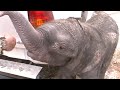 AFRICA, Namibia, Baby Elephant Rescue