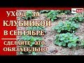 УХОД ЗА КЛУБНИКОЙ  ОСЕНЬЮ..СДЕЛАЙТЕ ЭТО -ОБЯЗАТЕЛЬНО ЗАЩИТА ОТ БОЛЕЗНЕЙ И ВРЕДИТЕЛЕЙ