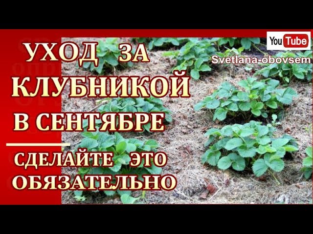 УХОД ЗА КЛУБНИКОЙ ОСЕНЬЮ..СДЕЛАЙТЕ ЭТО -ОБЯЗАТЕЛЬНО ЗАЩИТА ОТ БОЛЕЗНЕЙ И ВРЕДИТЕЛЕЙ