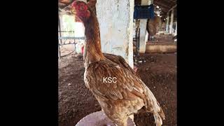 Ksc ,Top Line Newly Hatch Parrot Beak Chicks Parrot Beak Aseel