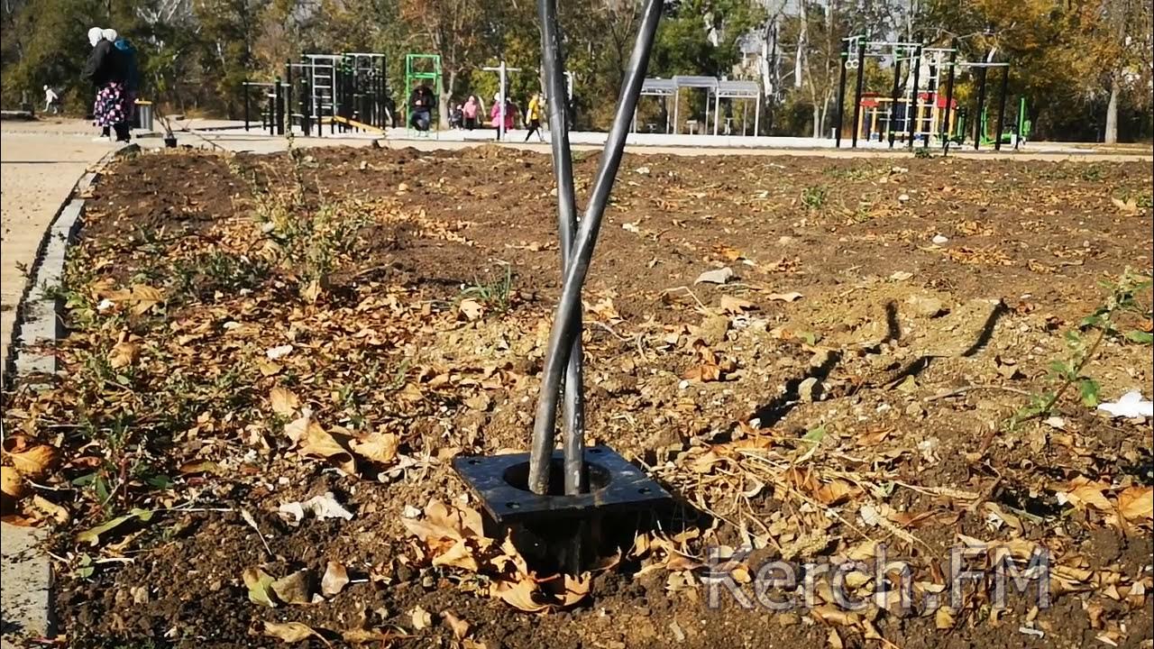 Ни дерево ни куст
