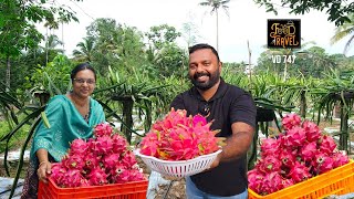 ഒരു യൂട്യൂബ് ഡ്രാഗൺ ഫാം | A Kerala YouTube Dragon Fruit Farm | Is dragon fruit farming profitable?