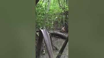 Đặt Cá Thòi Lòi Rừng Ngập Mặn. Một Cái Dzô Hai Em Cá Thòi Lòi To || @đoàn 39 Vlog #shorts