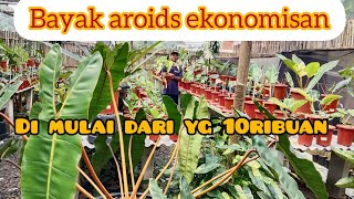 TANAMAN AROIDS, DAN BAYAK YG EKONOMIS!! DIMULAI DARI 10RIBUAN