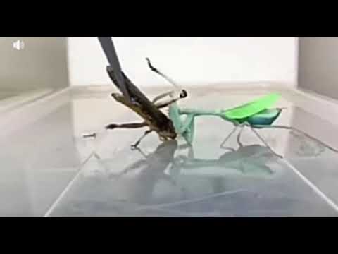 😮😮 langosta devorada por una mantis religiosa (se recomienda discreción)😮😮