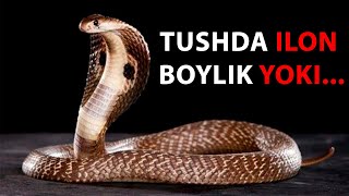 TUSHDA ilon boylik yoki...