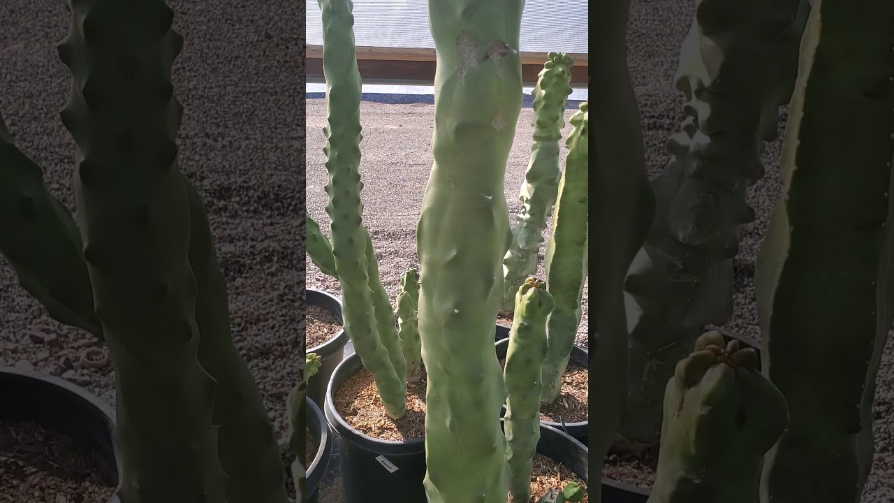 Totem pole cactus