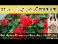 Expert Secrets to GETTING MAXIMUM Flowers on Your Geranium