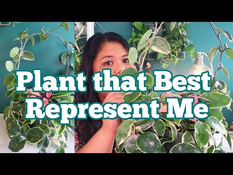 Hoya Carnosa Tricolor Krimson Queen Plant Care | What Plant Best Represents Me Plant_Mama