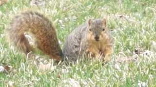 Sciurus Niger screenshot 5