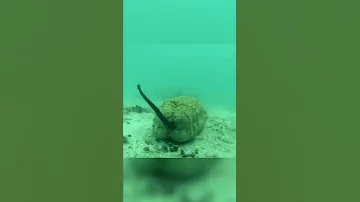 Тебя удивит где живёт эта рыба