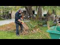 Home repair palm frond disposal quick by froggy