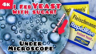 Fermentation Under Microscope