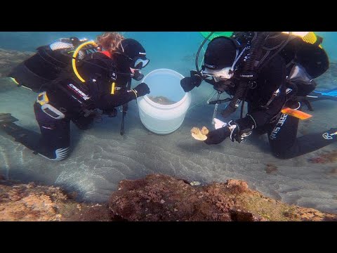 Video: Come si mantiene in vita un anemone di mare?