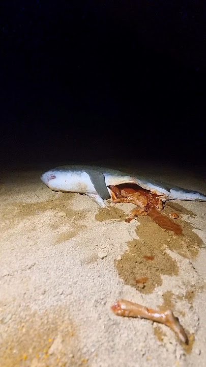 When a shark eats a human💀 #specialeffects #shark #animals #edit