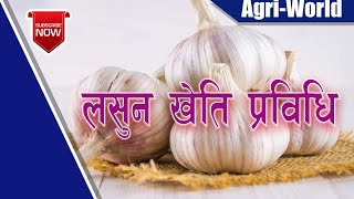 Garlic Cultivation|| लसुन खेती प्रविधि