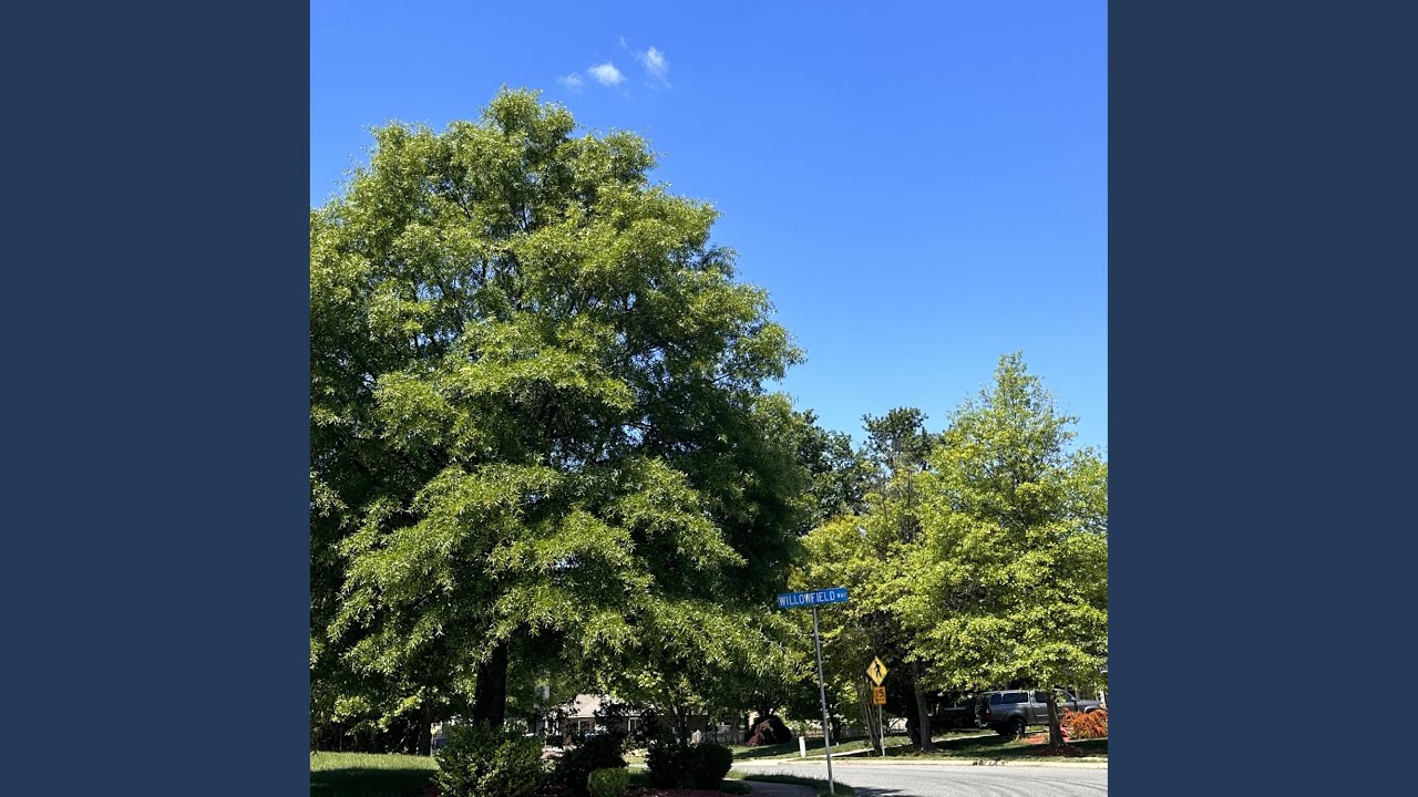 Monticello Woods YouTube