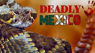 Mexico's deadly wildlife | Soft spoken voice