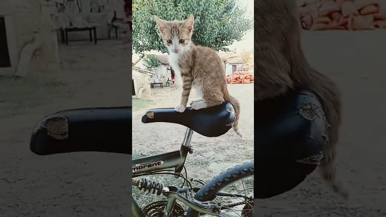 kendisi çıkmış bu arada 