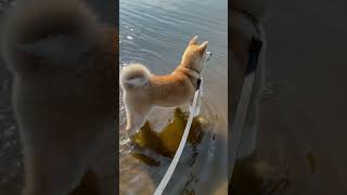 Akita Inu, For the first time in the water) #shorts #dogs #akitainu #dog #akita