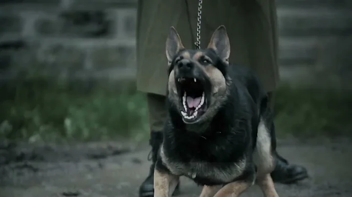 Dog Defense 101 - Dog Attack Self-Defense Tips | Defense Divas®