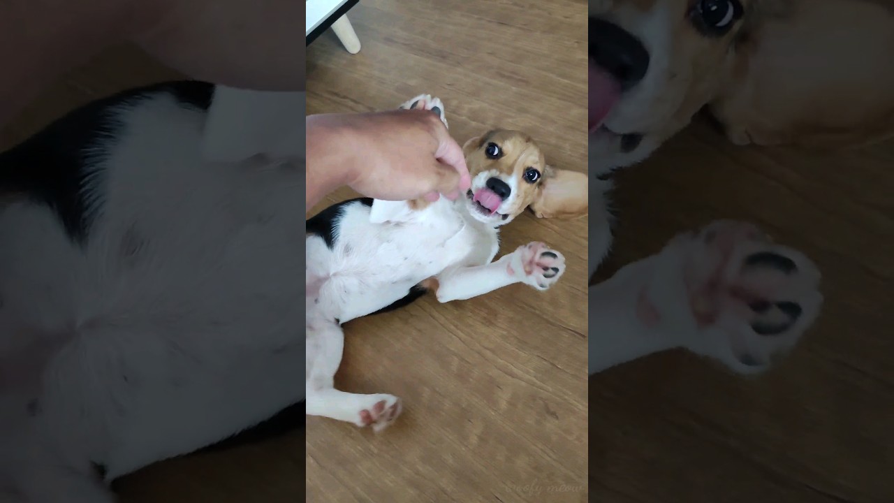 i got attacked by beagle puppy Peachy 🙀