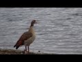 Die Nilgänse - die heiligen Tiere bei den altertümlichen Ägyptern