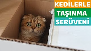 KEDİLER İLE EV TAŞIMA, TAŞINIYORUZ (Yeni Ev Yeni Macera)