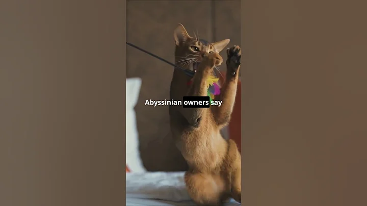 Video 5722371: bengal abyssinian, bengal siamese, siamese cat, meet feline